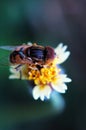 Eristalis tenax