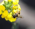 Eristalis tenax or drone fly, a European hoverfly, sitting on flower Royalty Free Stock Photo