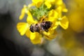 Eristalis tenax or drone fly, a European hoverfly, sitting on flower Royalty Free Stock Photo