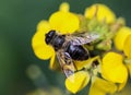 Eristalis tenax or drone fly, a European hoverfly, sitting on flower Royalty Free Stock Photo