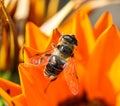 Eristalis tenax or drone fly, a European hoverfly, sitting on flower Royalty Free Stock Photo