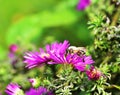 Eristalis tenax - Hover Fly Royalty Free Stock Photo