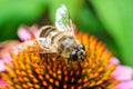 Eristalis tenax is a hoverfly, also known as the drone fly