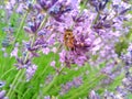 Eristalis tenax is a hoverfly, also known as the drone fly. Palpada on levender. Lavandula common name lavender Royalty Free Stock Photo