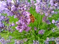 Eristalis tenax is a hoverfly, also known as the drone fly. Palpada on levender. Lavandula common name lavender