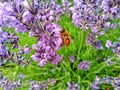 Eristalis tenax is a hoverfly, also known as the drone fly. Palpada on levender. Lavandula common name lavender Royalty Free Stock Photo