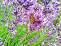 Eristalis tenax is a hoverfly, also known as the drone fly. Palpada on levender. Lavandula (common name lavender) Royalty Free Stock Photo