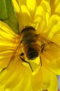 (Eristalis tenax) Hoverfly syrphidae on a yellow flower