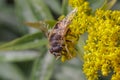 Eristalis tenax