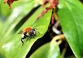 Eristalis tenax