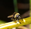 Eristalis tenax