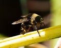 Eristalis tenax