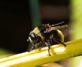 Eristalis tenax