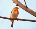 Erithacus rubecula bird