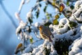 A erithacus rubecula, commonly known as a robin, perched in a snow covered tree in the winter sunshine Royalty Free Stock Photo