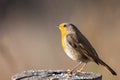 Erithacus rubecula or petirrojo europeo with copy space for text Royalty Free Stock Photo