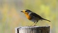 Erithacus rubecula or petirrojo europeo on a trunck