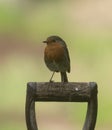Robin on a post Royalty Free Stock Photo