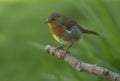 Robin on a post