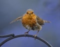 Robin on a post Royalty Free Stock Photo