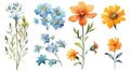 Eritrean Floral Collection on a Clean White Background with Watercolor Effect .