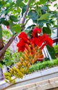 Of eritrine, or coral tree & x28;lat. Erythrina& x29; is a genus of flowering plants in the legume family. Tree with red flowers. Royalty Free Stock Photo