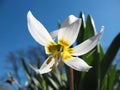 Eritronium (Erythronium sibiricum), lily family