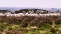Flock of Veluwe Heath Sheep grazing on a barrow
