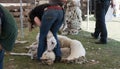 Ermelo sheap shearing