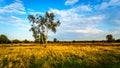 The Ermelose Heide on the Veluwe in the Netherlands