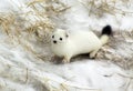 Ermine. Royalty Free Stock Photo