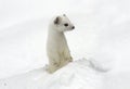 Ermine. Royalty Free Stock Photo
