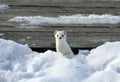 Ermine.