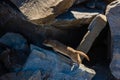 Ermine Leaps Into Rock Pile