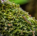 Ermine moth caterpillar on moss
