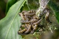 Ermine moth caterpillars feeding on green leaves Royalty Free Stock Photo