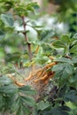 Ermine moth larvae