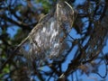 Ermine moth (Yponomeuta malinellus) cocoons on an apple tree