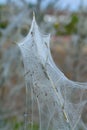 Ermine Moth,Yponomeutidae,North rhine westphalia,Germany Royalty Free Stock Photo