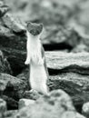 Ermine on ocks