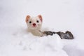 An Ermine on the Snow with Dinner Royalty Free Stock Photo