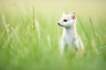 ermine standing in green grass