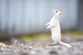 ermine standing on hind legs sniffing air