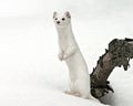 Ermine standing tall