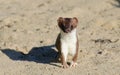 Ermine stoat Mustela erminea