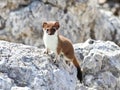 Ermine on the summit of oshten mount