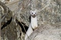 Ermine