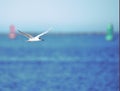 A Tern flies rapidly by as she zig zags into the ocean water to Royalty Free Stock Photo