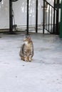 Polydactyl cat in the Ernest Hemingway Home and Museum in Key West, Florida. Royalty Free Stock Photo