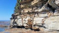 Eroded Cliff Face at Avoca Beach near the Rock Platform New South Wales Australia Royalty Free Stock Photo